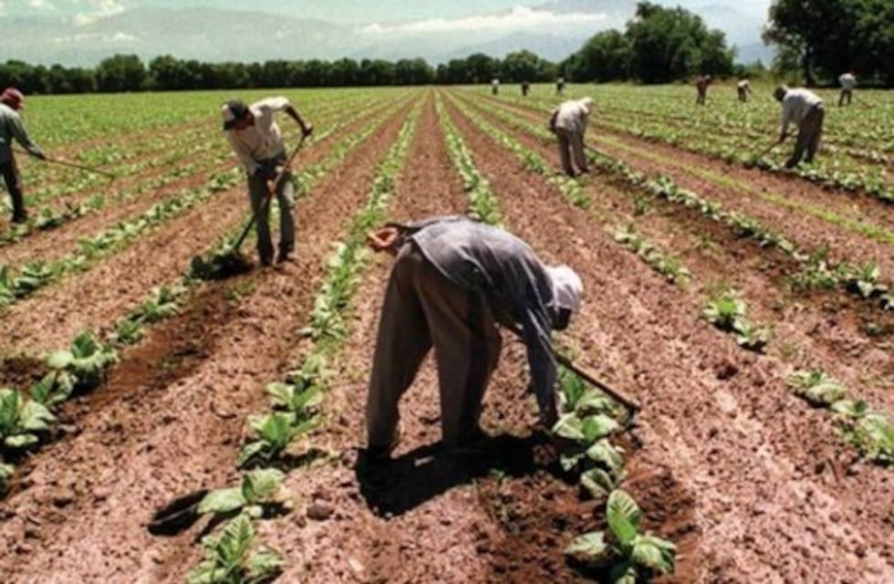 Productores tabacaleros recibirán el pago del Fondo Especial del Tabaco