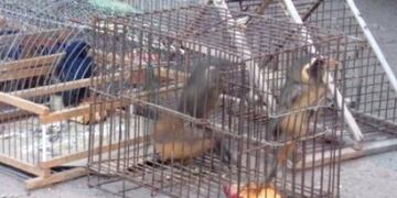 Un hombre vendía aves autóctonas silvestres vía Facebook fue detenido en Guaymallén\u002E