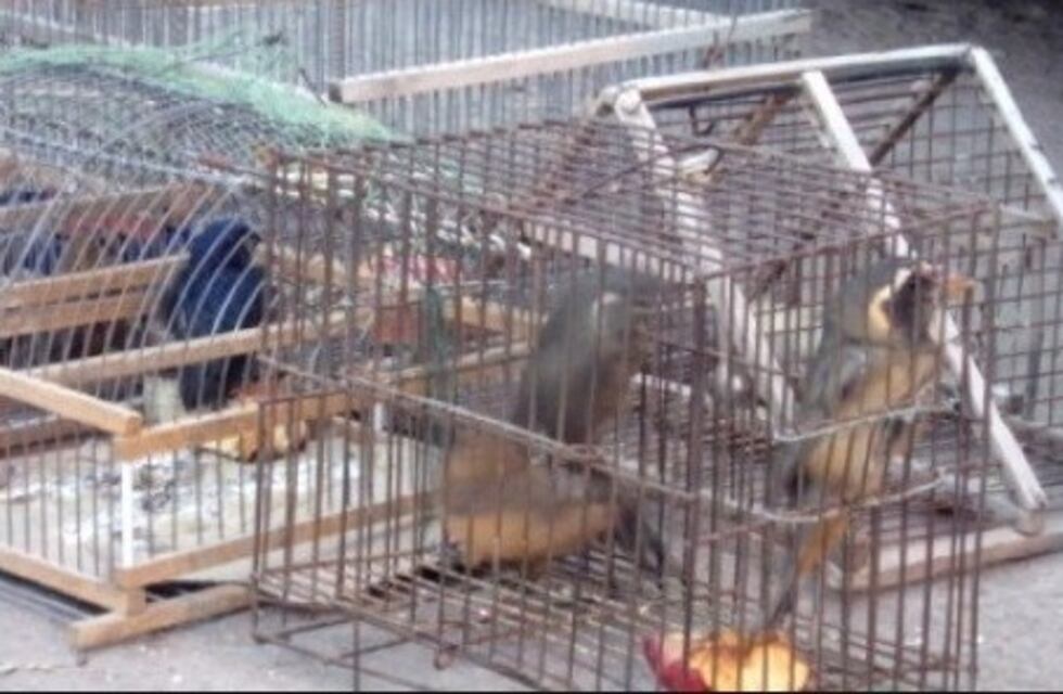 Guaymallén: vendían aves silvestres por Facebook