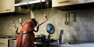 cucarachas en la cocina