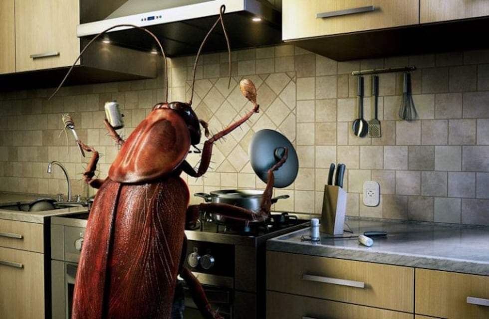 Científicas argentinas explican cómo combatir las cucarachas de la casa con productos naturales