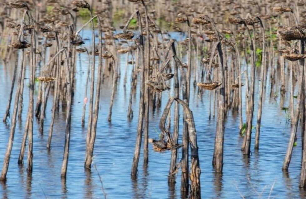 Los cultivos de algodón, girasol y trigo fueron dañados por las lluvias