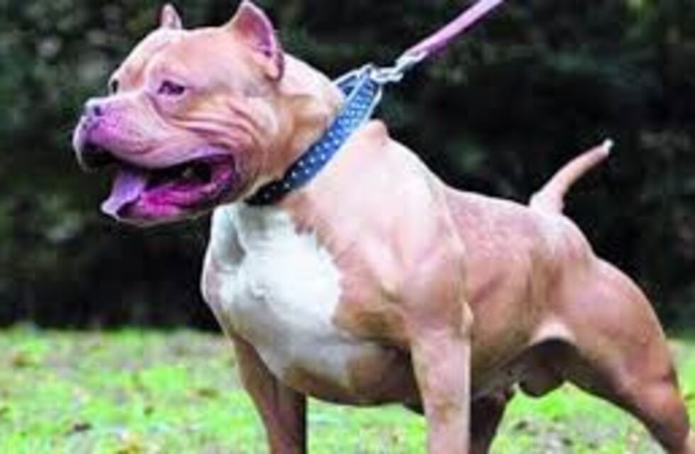Amenazó de muerte a un vecino porque sus perros se pelearon