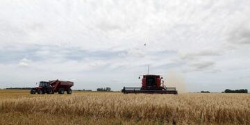A combine harvester is used to harvest wheat in a field in the village of General Belgrano, 160 km (100 miles) west of Buenos Aires, December 18, 2012\u002E Argentina, one of the main exporters of wheat cereal and a key supplier to neighboring Brazil, has lowered its estimates of exportable wheat surplus from six million tonnes to two, after flooding of important farm areas reduced the production\u002E REUTERS/Enrique Marcarian (ARGENTINA - Tags: AGRICULTURE BUSINESS) buenos aires General Belgrano campos campo cosecha de trigo redujeron reduccion de la produccion principales exportadores de cereales del trigo