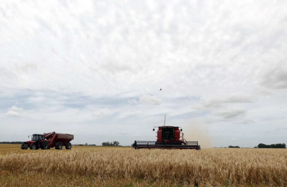 El Gobierno aprobó el uso de tecnología para cultivar trigo transgénico resistente a la sequía
