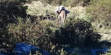 La urna para la escuela Florentino Ameghino de paraje El Champaquí fue trasladada el sábado a lomo de burro\u002E