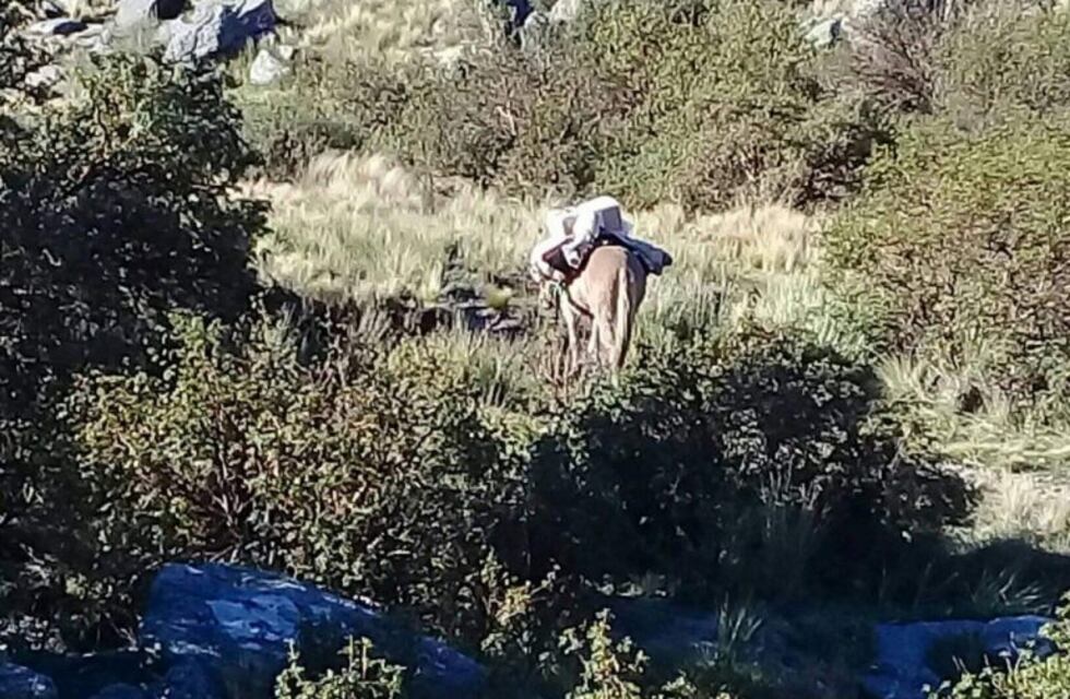 La urna, a lomo de burro