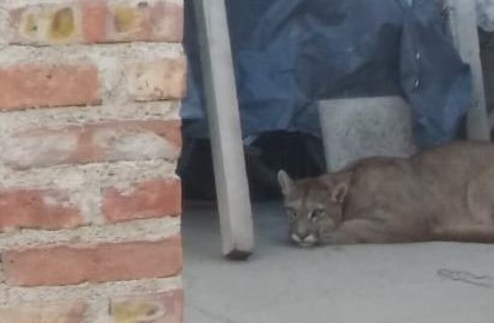 Encontraron un puma en un vivienda de Neuquén