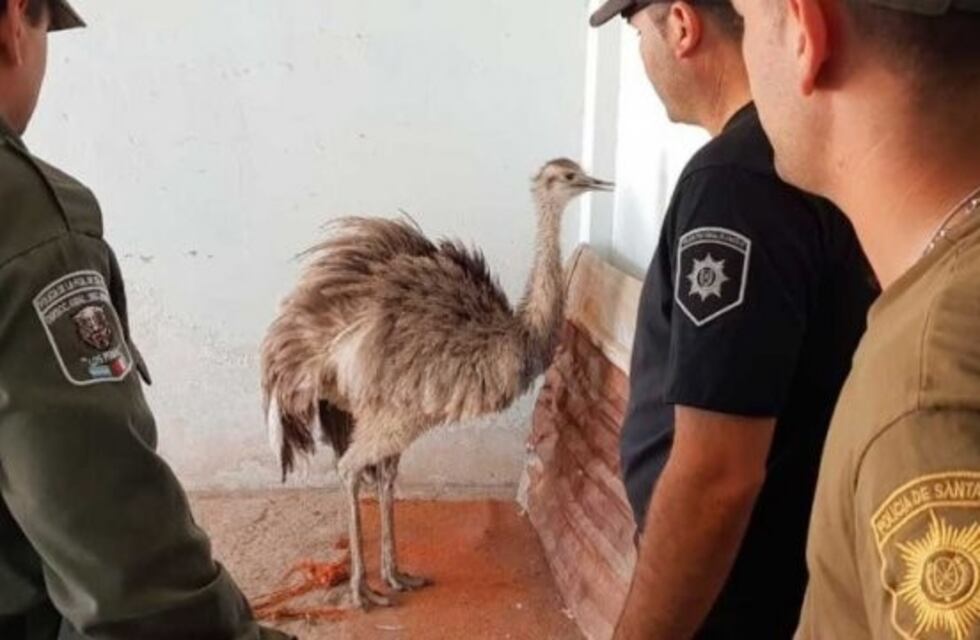 Así capturaron a un ñandú que apareció esquivando autos en una ruta