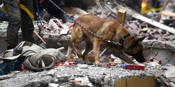 Perros rescatistas de Atacama, Chile se sumarán para buscar a la pequeña de 5 años que ya lleva 67 días desaparecida.