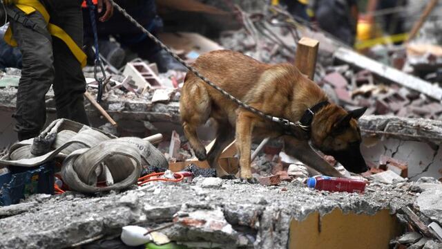 Perros rescatistas de Atacama, Chile se sumarán para buscar a la pequeña de 5 años que ya lleva 67 días desaparecida.
