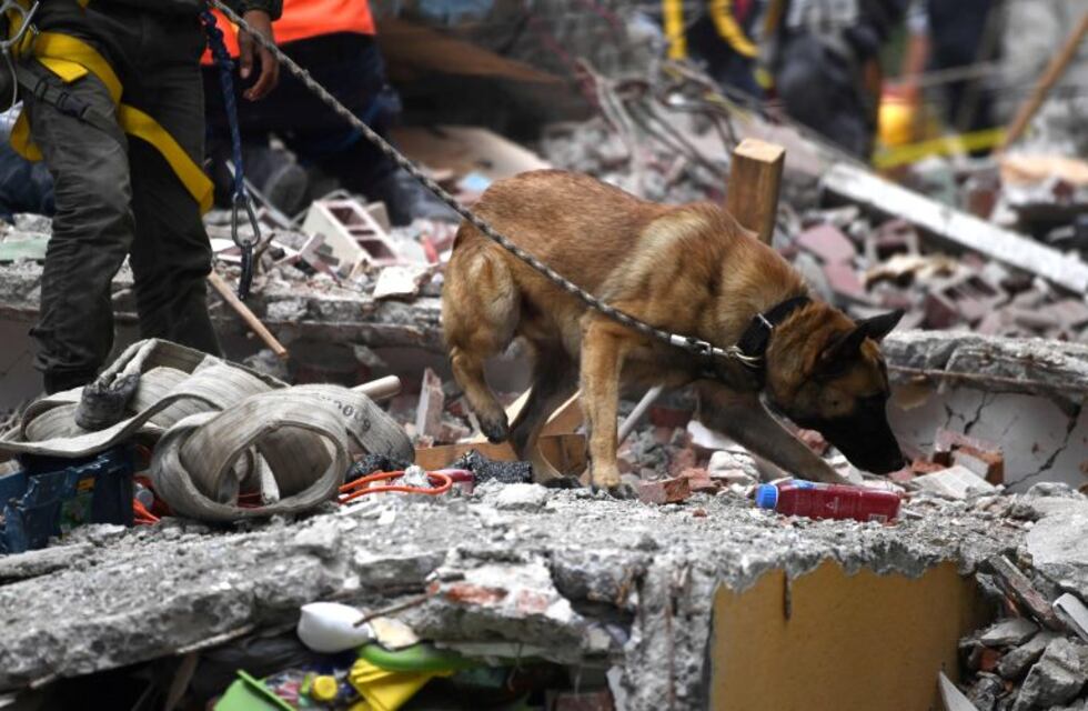 La ONG Rescate Canino se suma a la búsqueda de Guadalupe