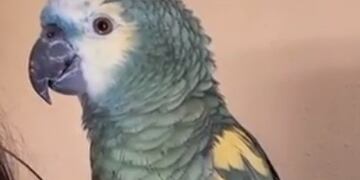 Un loro le canta \