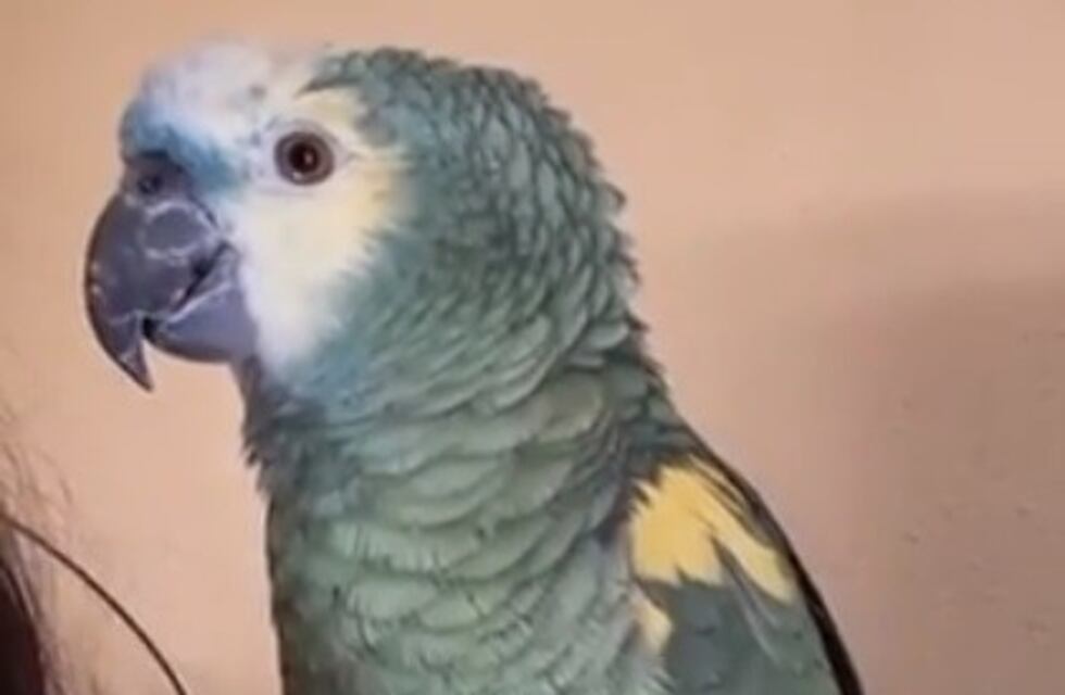 Fanático sabalero: un loro le canta "Dale Colón" a su dueña