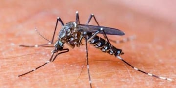 Se confirmó un caso de dengue en Sáenz Peña\u002E (Web)\u002E