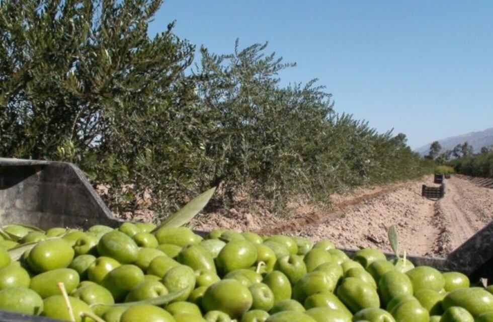 Olivicultura: Hay preocupación por una importante baja en la cosecha de 2019