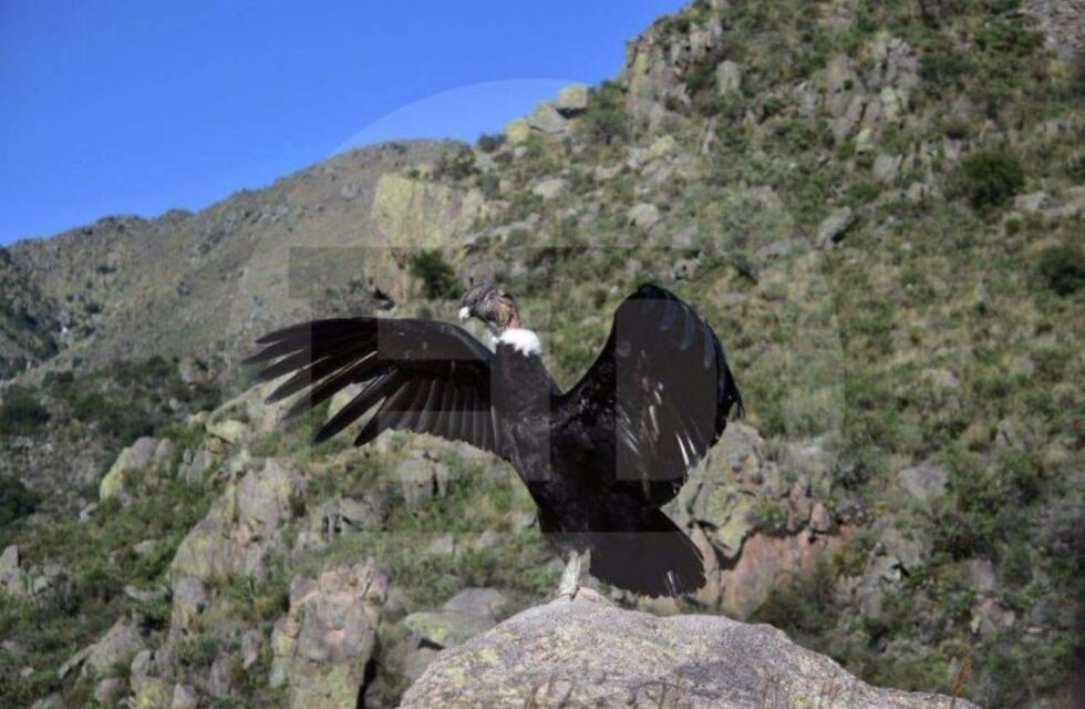 Liberaron a "Poloc" el cóndor Andino que había sido envenenado