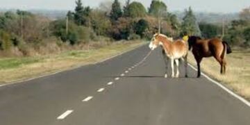 caballos animales sueltos ruta
