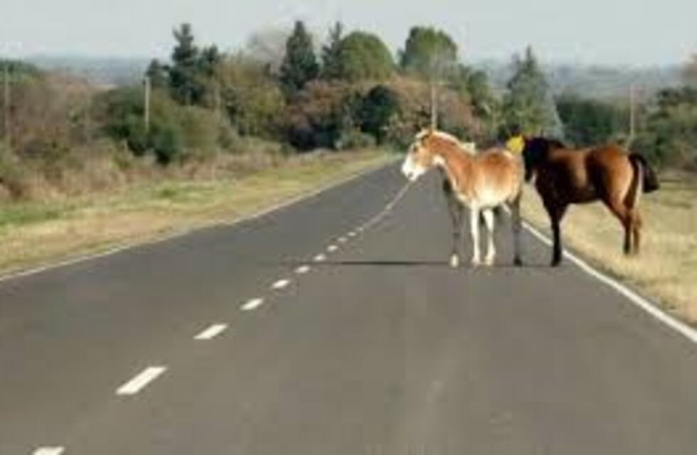 Un caballo provocó un doble accidente en una ruta de San Luis