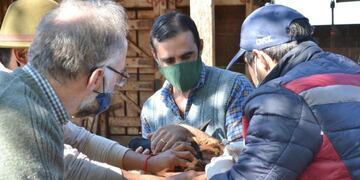 Vacunación de ovinos contra la brucelosis\u002E