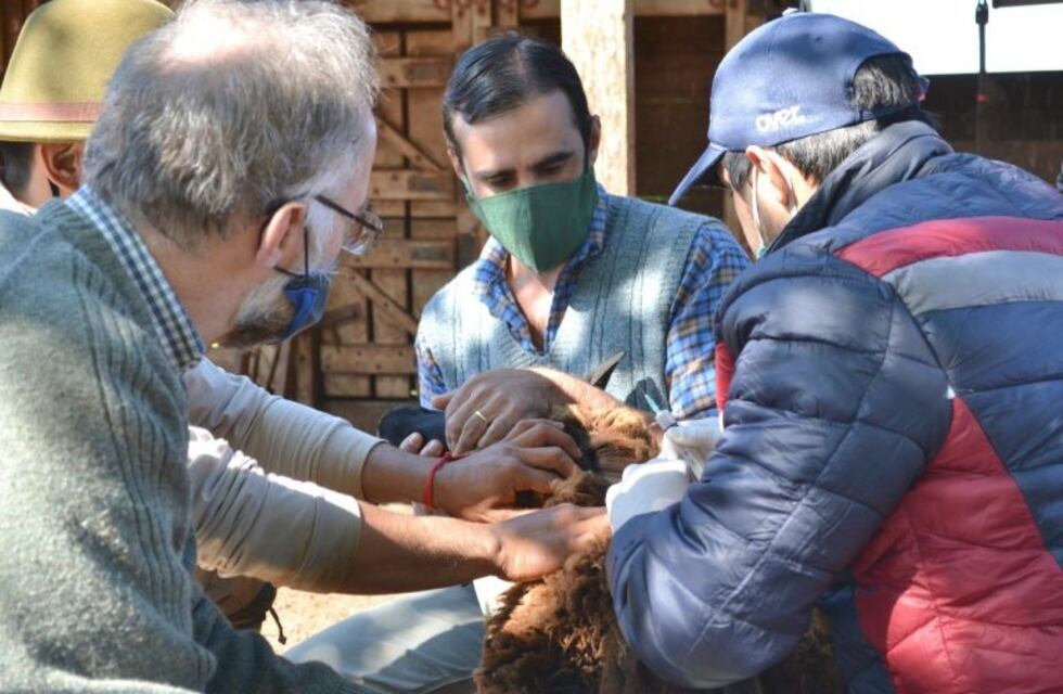Comenzó el Programa de Saneamiento de Brucelosis en la cuenca ovina del sur
