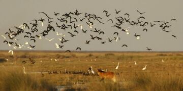 Aguará Guazú, reserva  futuro Parque Nacional Ansenuza