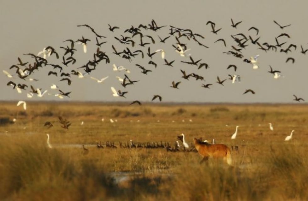 Avistaron un aguará guazú en Oncativo