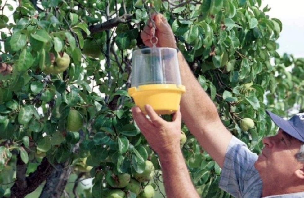 Declararon alerta fitosanitaria por la mosca del mediterráneo en Mendoza