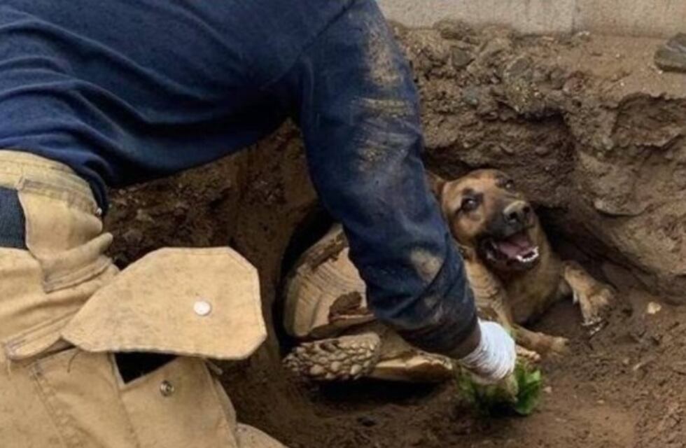 Video: el increíble rescate de un perro y una tortuga atascados en un jardín