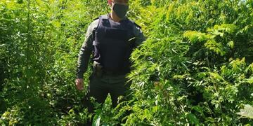 Incautan una plantación de marihuana en Paraje Gramado.