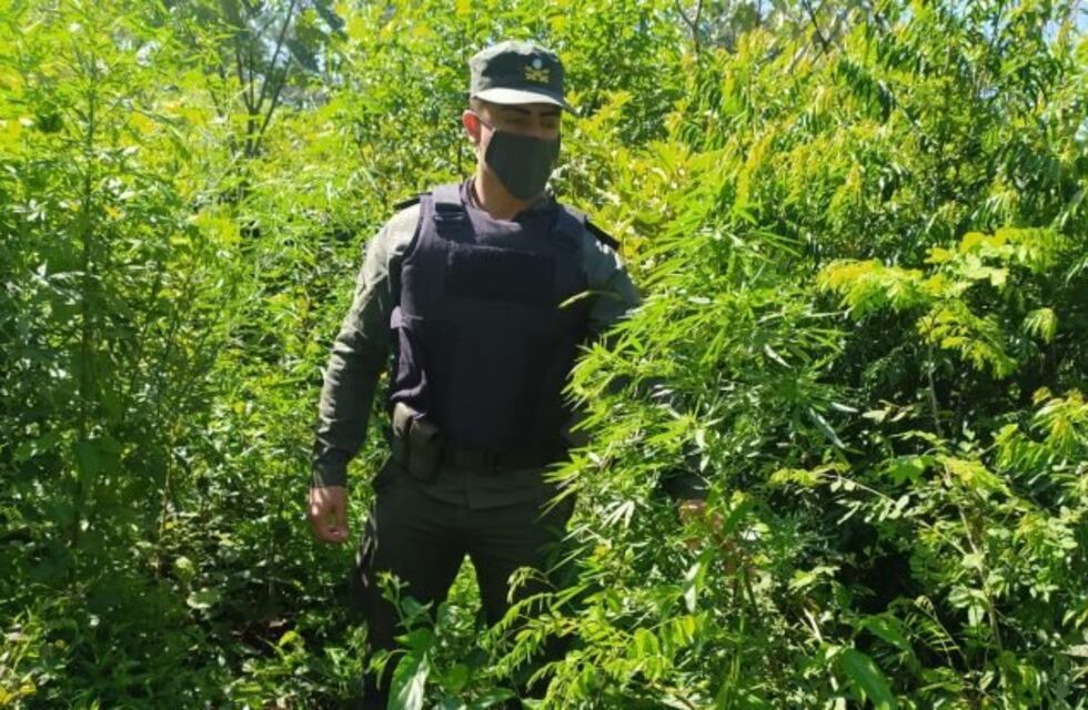 Incautan una plantación de marihuana en Paraje Gramado