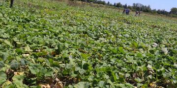 Plan de Alimentación Sana, Segura y Soberana. Web.