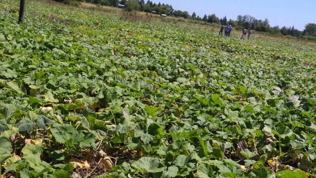 Plan de Alimentación Sana, Segura y Soberana. Web.