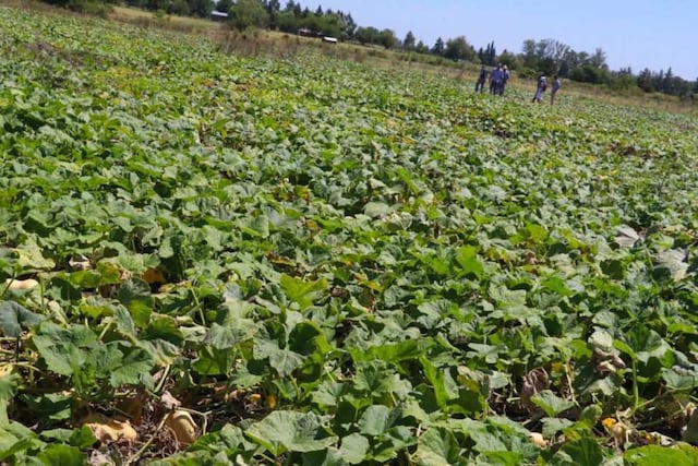 Plan de Alimentación Sana, Segura y Soberana. Web.