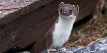 El animal produjo un apagón en parte de la provincia de Córdoba.