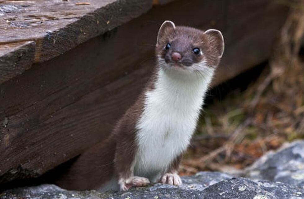 Inesperado: cómo una comadreja dejó sin luz a tres localidades de Córdoba