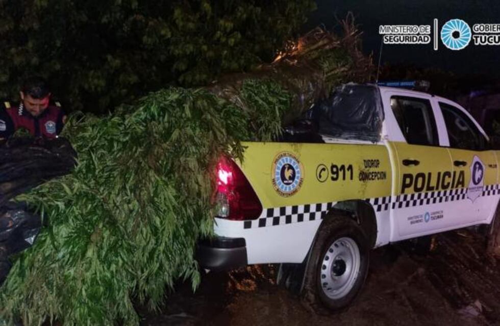 Concepción: secuestraron 52 plantas de marihuana de hasta tres metros de altura