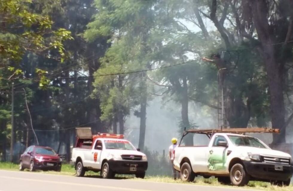 Un mono provocó que un barrio se quede sin luz en Santa Ana