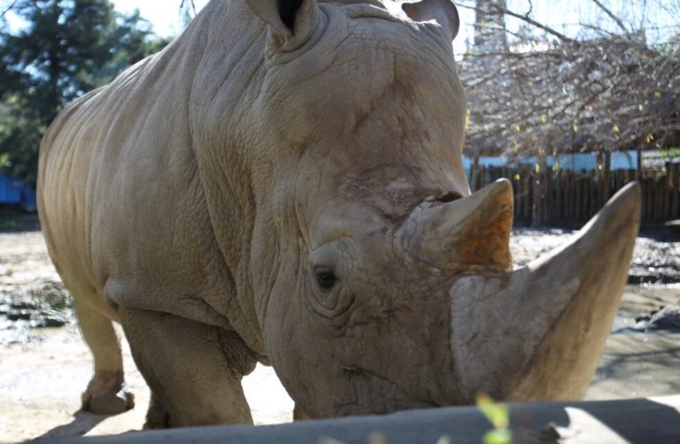 La tristeza del rinoceronte Gaspar tras la muerte de Ruth, su amiga del zoo porteño