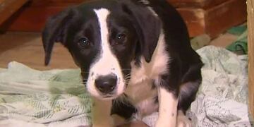 El despreciable asesinato de un perro a manos de una pareja rusa\u002E