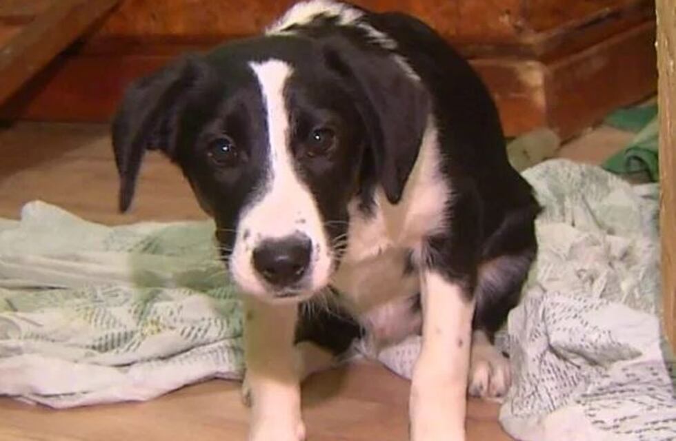 Una pareja adoptó un perro de un refugio para luego matarlo y comerlo