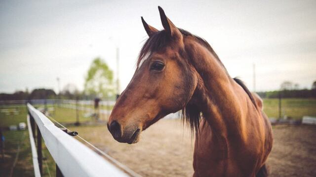 Caballo (imagen ilustrativa)
