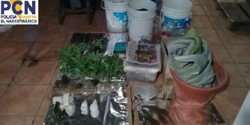 La policía allanó un invernadero dedicado al cultivo de marihuana