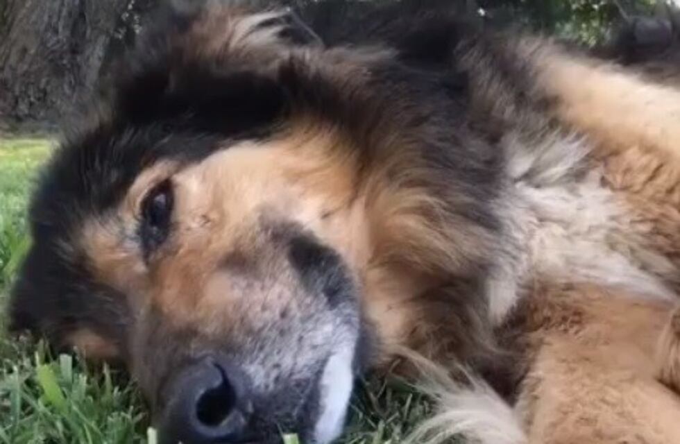 La emotiva despedida de Pablo Granados a su perro "todo terreno"