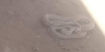 Los efectivos intentando contener a la serpiente\u002E