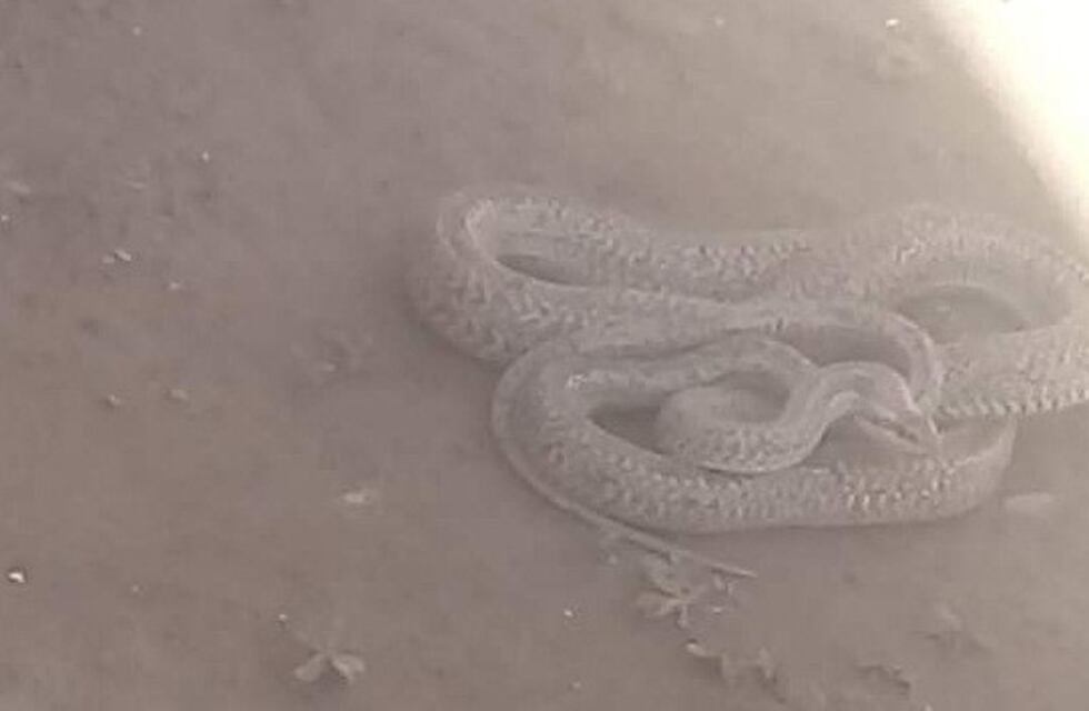 Una serpiente causó pánico entre lo vecinos de un barrio sanjuanino