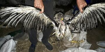 Rescataron un Águila del Chaco (Cecara)