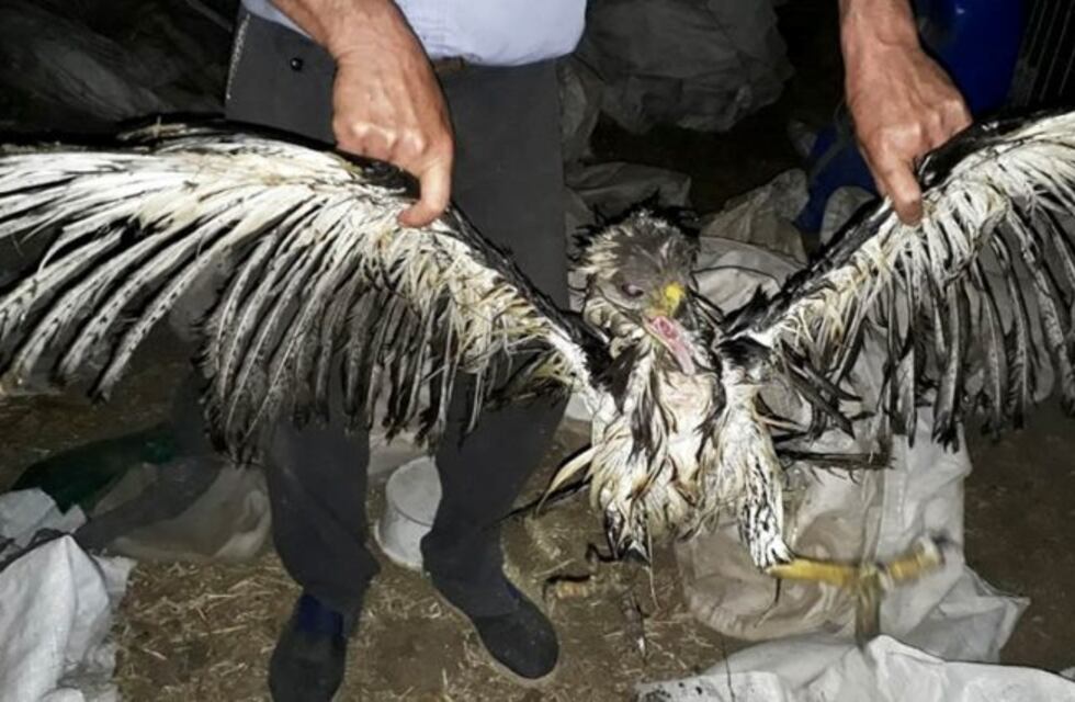 Rescataron un juvenil de Águila del Chaco de un tanque de agua en el oeste pampeano