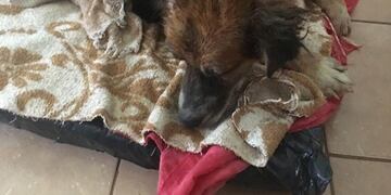 Homero, Eldorado\u002E