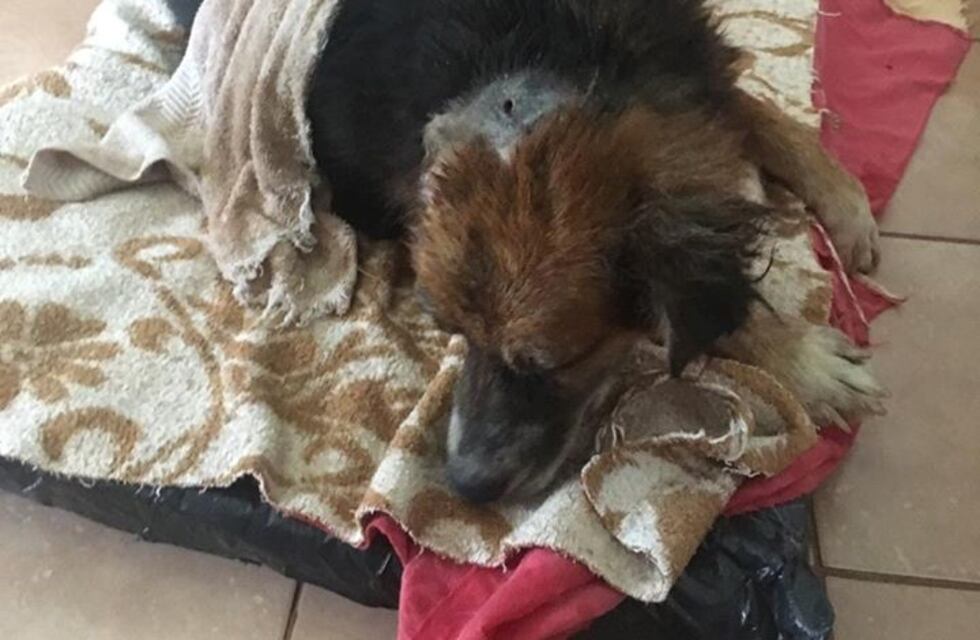 Homero se recupera favorablemente y busca un nuevo hogar